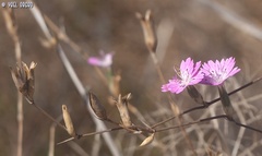 Dianthus strictus