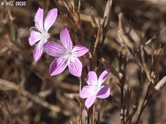 Dianthus strictus