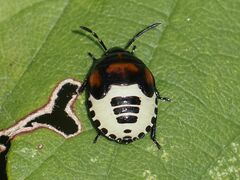 Tritomegas sexmaculatus