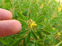 Melilotus messanensis