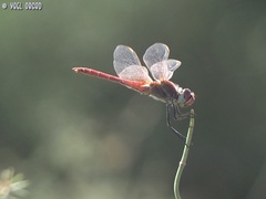 Sympetrum fonscolombii