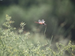 Sympetrum fonscolombii