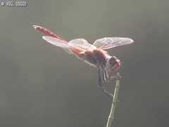 Sympetrum fonscolombii