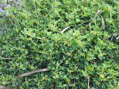 Melilotus messanensis