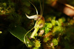 Corybas rivularis