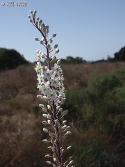 Drimia aphylla