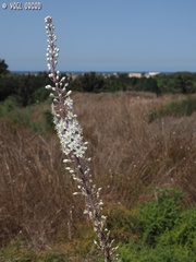 Drimia aphylla