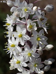 Drimia aphylla