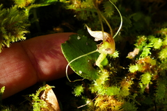 Corybas rivularis