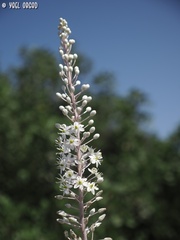 Drimia aphylla