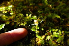 Corybas rivularis