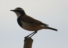 Oenanthe pileata pileata