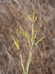 Hyparrhenia hirta