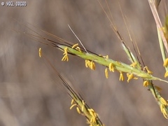 Hyparrhenia hirta