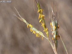 Hyparrhenia hirta