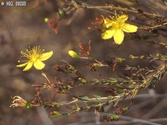Hypericum triquetrifolium