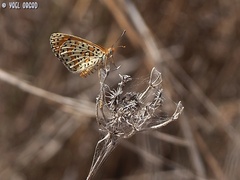 Melitaea syriaca