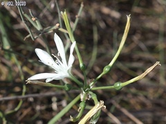 Vagaria parviflora