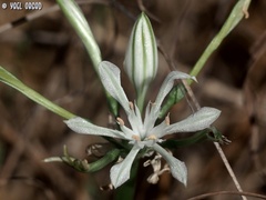 Vagaria parviflora