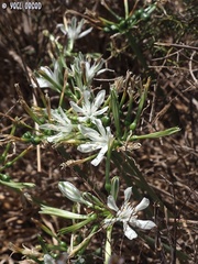 Vagaria parviflora