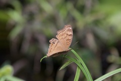 Junonia hedonia