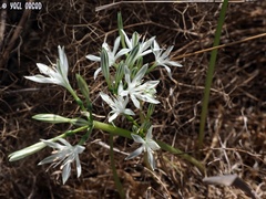 Vagaria parviflora