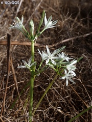 Vagaria parviflora
