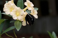 Papilio aegeus