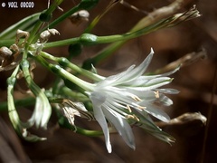 Vagaria parviflora
