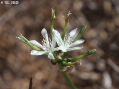 Vagaria parviflora