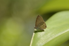 Catopyrops florinda