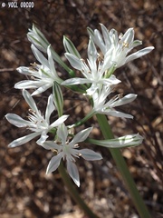 Vagaria parviflora