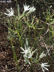 Vagaria parviflora