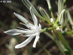 Vagaria parviflora
