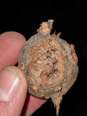 Callirhytis quercussuttoni