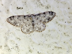 Idaea contiguaria
