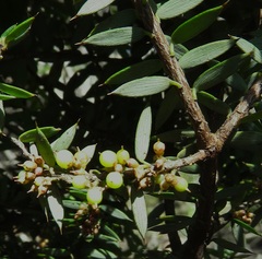 Acrotriche leucocarpa