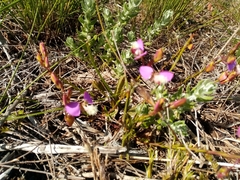 Polygala bracteolata