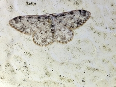 Idaea contiguaria