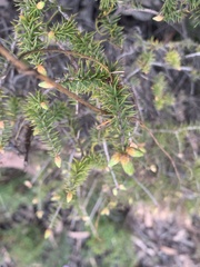 Acrotriche aggregata