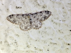 Idaea contiguaria