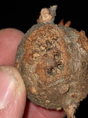 Callirhytis quercussuttoni