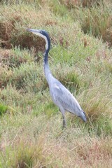 Ardea melanocephala