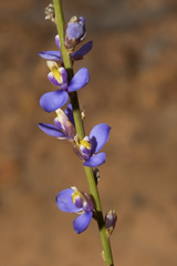 Comesperma scoparium