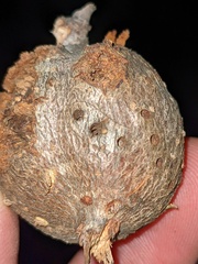 Callirhytis quercussuttoni