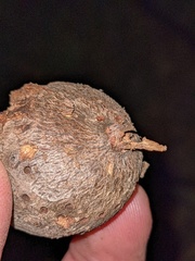 Callirhytis quercussuttoni