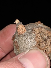 Callirhytis quercussuttoni