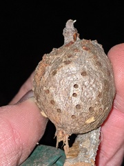 Callirhytis quercussuttoni