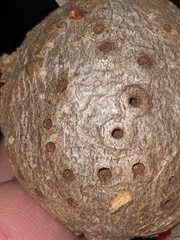 Callirhytis quercussuttoni