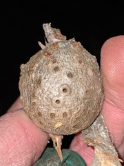 Callirhytis quercussuttoni